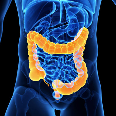 Meet your mucosal lining - Meet your mucosal lining