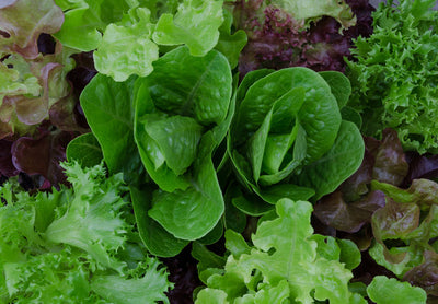 Lettuce talk: Beyond romaine - Lettuce talk: Beyond romaine