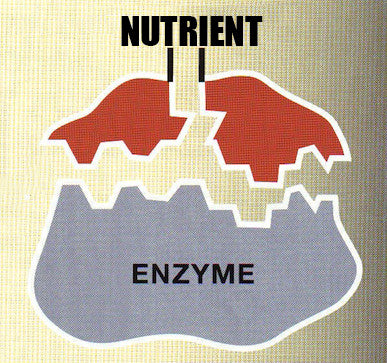 Digestive Enzymes: Turning Food into Micronutrients for Repair - Digestive Enzymes: Turning Food into Micronutrients for Repair