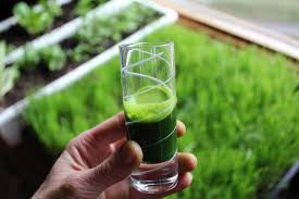 Drink your grass: Wheatgrass benefits - Drink your grass: Wheatgrass benefits