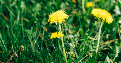 Just Dandy! Using Dandelions for Health - Just Dandy! Using Dandelions for Health